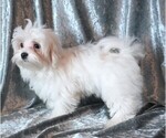 Small #5 Maltese