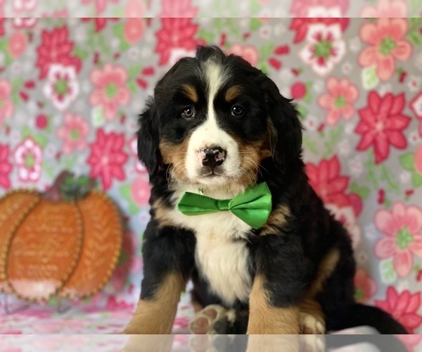 Medium Photo #3 Bernese Mountain Dog Puppy For Sale in LANCASTER, PA, USA