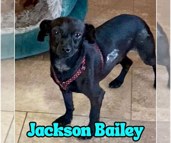 Medium Photo #4 Chiweenie Puppy For Sale in San Antonio, TX, USA