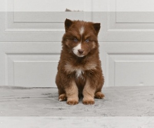 German Shepherd Dog-Siberian Husky Mix Puppy for sale in MILLERSBURG, OH, USA
