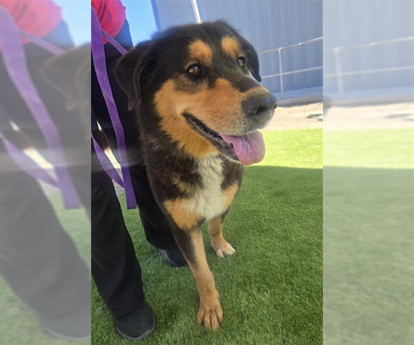 Medium Photo #2 German Shepherd Dog Puppy For Sale in San Bernardino, CA, USA