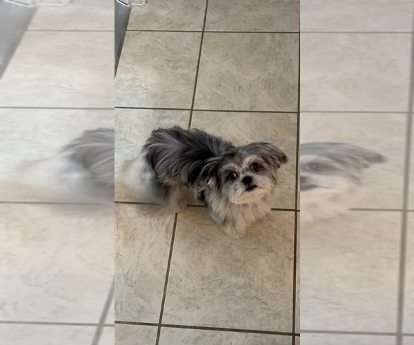 Medium Photo #2 Auss-Tzu Puppy For Sale in PALM COAST, FL, USA
