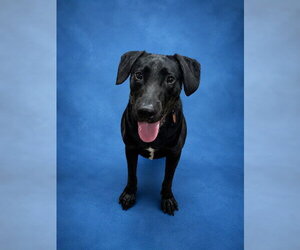 Labrador Retriever-Unknown Mix Dogs for adoption in Westminster, MD, USA