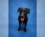 Small Labrador Retriever Mix