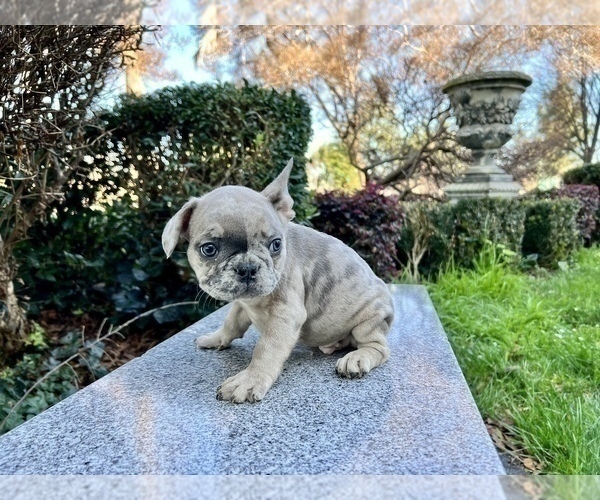 Medium Photo #249 French Bulldog Puppy For Sale in HAYWARD, CA, USA