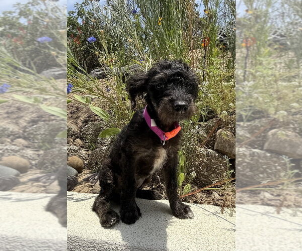 Medium Photo #7 Mutt Puppy For Sale in San Diego, CA, USA