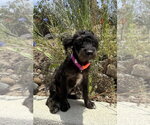 Small #6 Mutt
