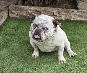 Bulldog-Unknown Mix Dogs for adoption in Albuquerque, NM, USA
