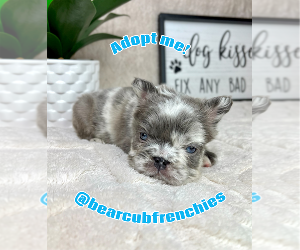 Medium Photo #2 French Bulldog Puppy For Sale in FRANKLIN, IN, USA