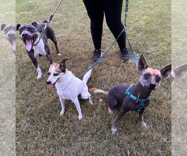 Medium Photo #29 American Pit Bull Terrier Puppy For Sale in Fargo, ND, USA