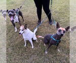 Small #28 American Pit Bull Terrier