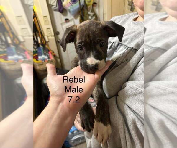 Medium Photo #1 Australian Shepherd-Boxer Mix Puppy For Sale in Aurora, IN, USA