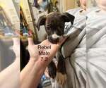 Johnson Rs : Rebel - Male Australian Shepherd-Boxer Mix Dog for Adoption - Small photo