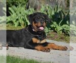 Small Photo #3 Rottweiler Puppy For Sale in DANVILLE, PA, USA