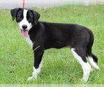 Small #1 Labrador Retriever Mix