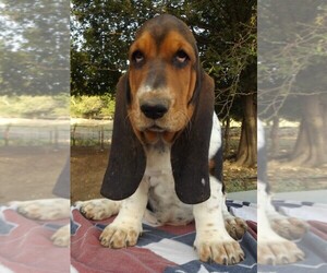 Basset Hound Puppy for sale in FREDERICKSBURG, TX, USA