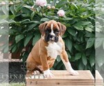 Small #2 Boxer