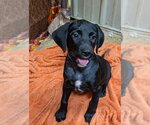 Riley - Female Labrador Retriever Dog for Adoption - Small photo