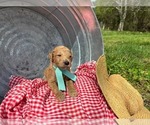 Small #14 Goldendoodle