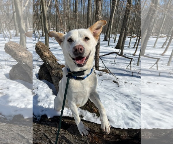 Medium Photo #7 Unknown-white german shepherd Mix Puppy For Sale in Rockaway, NJ, USA