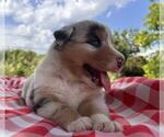 Small #3 Australian Shepherd