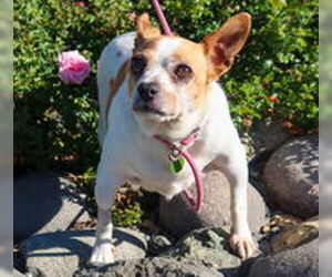 Chihuahua Dogs for adoption in Salinas, CA, USA