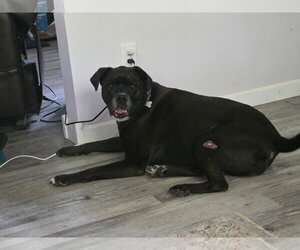 Millie - Female Boxador Dog for Adoption - Photo #3