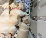 Small Photo #10 Golden Retriever Puppy For Sale in MIDLAND, MI, USA
