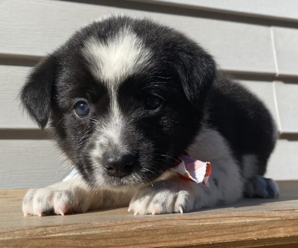 Medium Photo #35 Australian Cattle Dog Puppy For Sale in SMITHS CREEK, MI, USA
