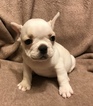 Small French Bulldog