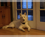 Small Photo #6 Siberian Husky Puppy For Sale in SAYLORSBURG, PA, USA