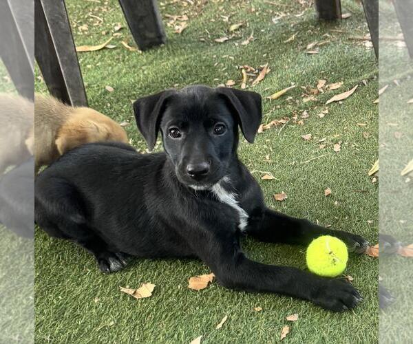 Medium Photo #4 Labrador Retriever-Unknown Mix Puppy For Sale in San Diego, CA, USA