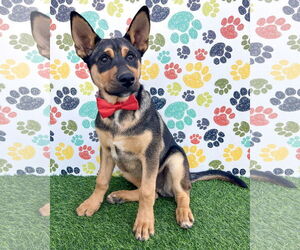 Gerberian Shepsky Dogs for adoption in Corona, CA, USA