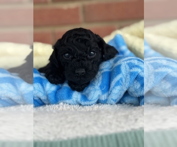 Medium Photo #22 Cavapoo-Poodle (Toy) Mix Puppy For Sale in PENSACOLA, FL, USA