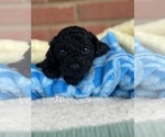 Puppy Rico Cavapoo-Poodle (Toy) Mix