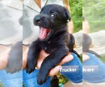 Small Photo #12 German Shepherd Dog Puppy For Sale in KANSAS CITY, MO, USA