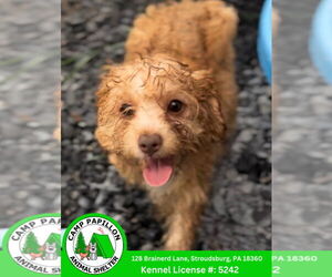 Cavapoo Dogs for adoption in Stroudsburg, PA, USA