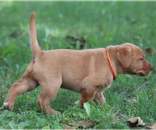 Medium Photo #7 Labrador Retriever Puppy For Sale in CELINA, OH, USA