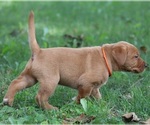 Small #6 Labrador Retriever