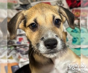 Mutt Dogs for adoption in Washington, DC, USA