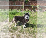 Small Siberian Husky