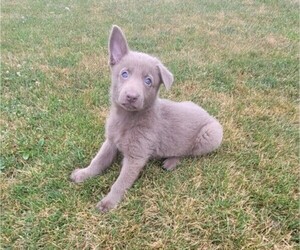 German Shepherd Dog Puppy for sale in NOVI, MI, USA