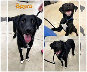 Borador Dogs for adoption in Pierceton , IN, USA