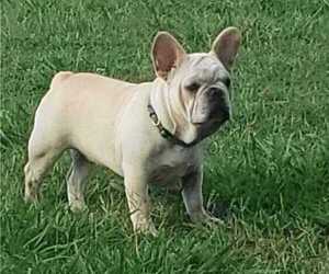 French Bulldog Puppy for sale in TERRELL, TX, USA