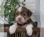 Small Photo #18 Shorkie Tzu Puppy For Sale in SELLERSBURG, IN, USA