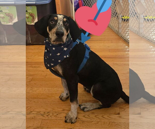 Medium Photo #5 Bluetick Coonhound-Unknown Mix Puppy For Sale in Princeton, MN, USA