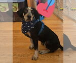 Small #4 Bluetick Coonhound Mix