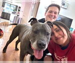 Small #2 American Pit Bull Terrier Mix