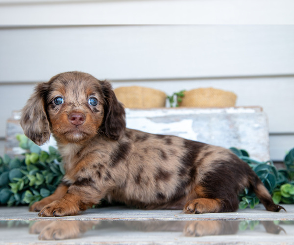 Medium Photo #1 Dachshund Puppy For Sale in NAPPANEE, IN, USA