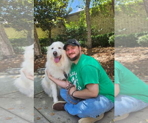 Milana - Female Great Pyrenees Dog for Adoption - Photo #3